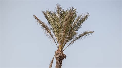 Time to Bring Your Tree to Life!
