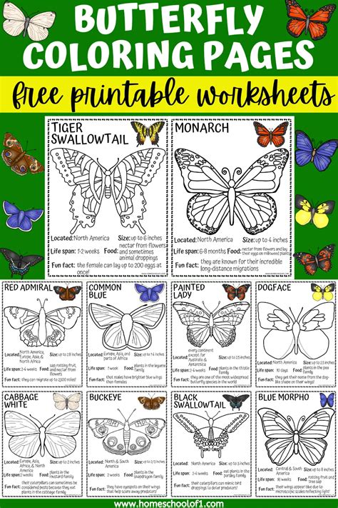 Tips for Personalizing Your Butterfly Coloring Experience