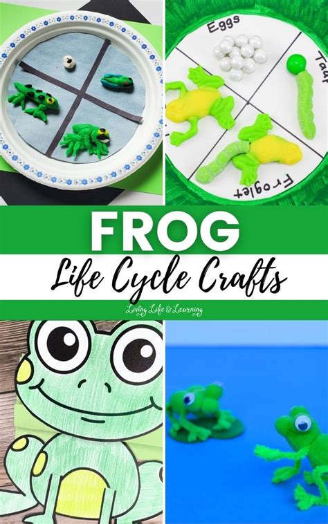 Tips for Personalizing Your Frog Life Cycle Project