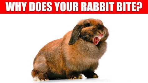 Troubleshooting: When Your Bunny Doesn't Cooperate