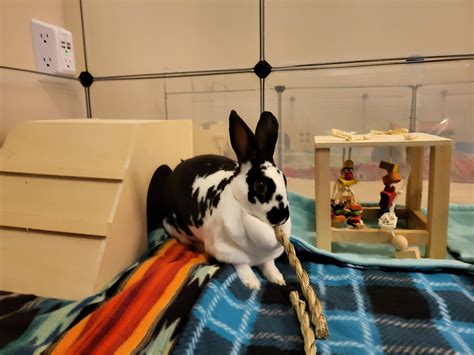 Troubleshooting Your Bunny's Journey: Tips for Flawless Footprint Placement & Removal
