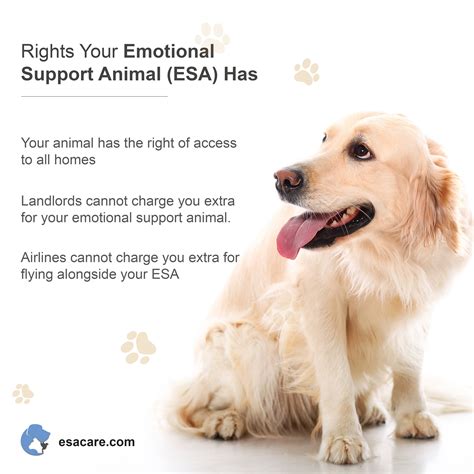 Understanding Emotional Support Animals (ESAs): More Than Just Pets, They're Partners in Healing