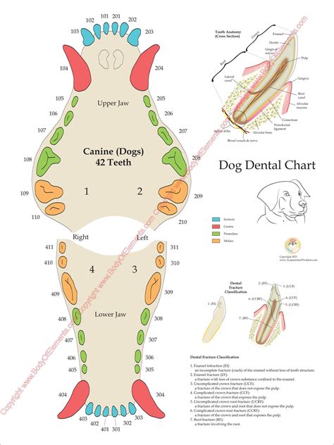 Understanding Your Dog's Pearly Whites: A Beginner's Guide to Canine Dental Anatomy