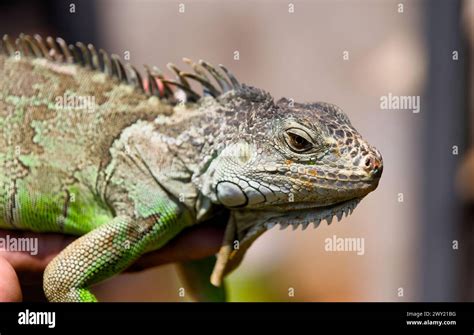 Up Close & Personal: Scales, Claws, and Eyes
