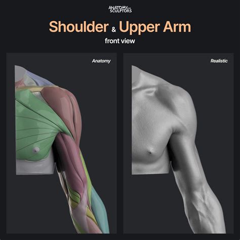 Upper Body & Arm Sculptors: Strength and Definition