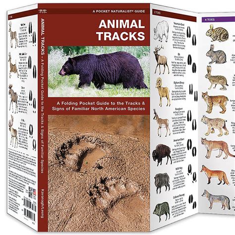 Wilderness Wanderers: Unlocking North American Wildlife Tracks