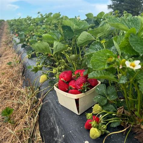 Your Berry Sweet Adventures Await!